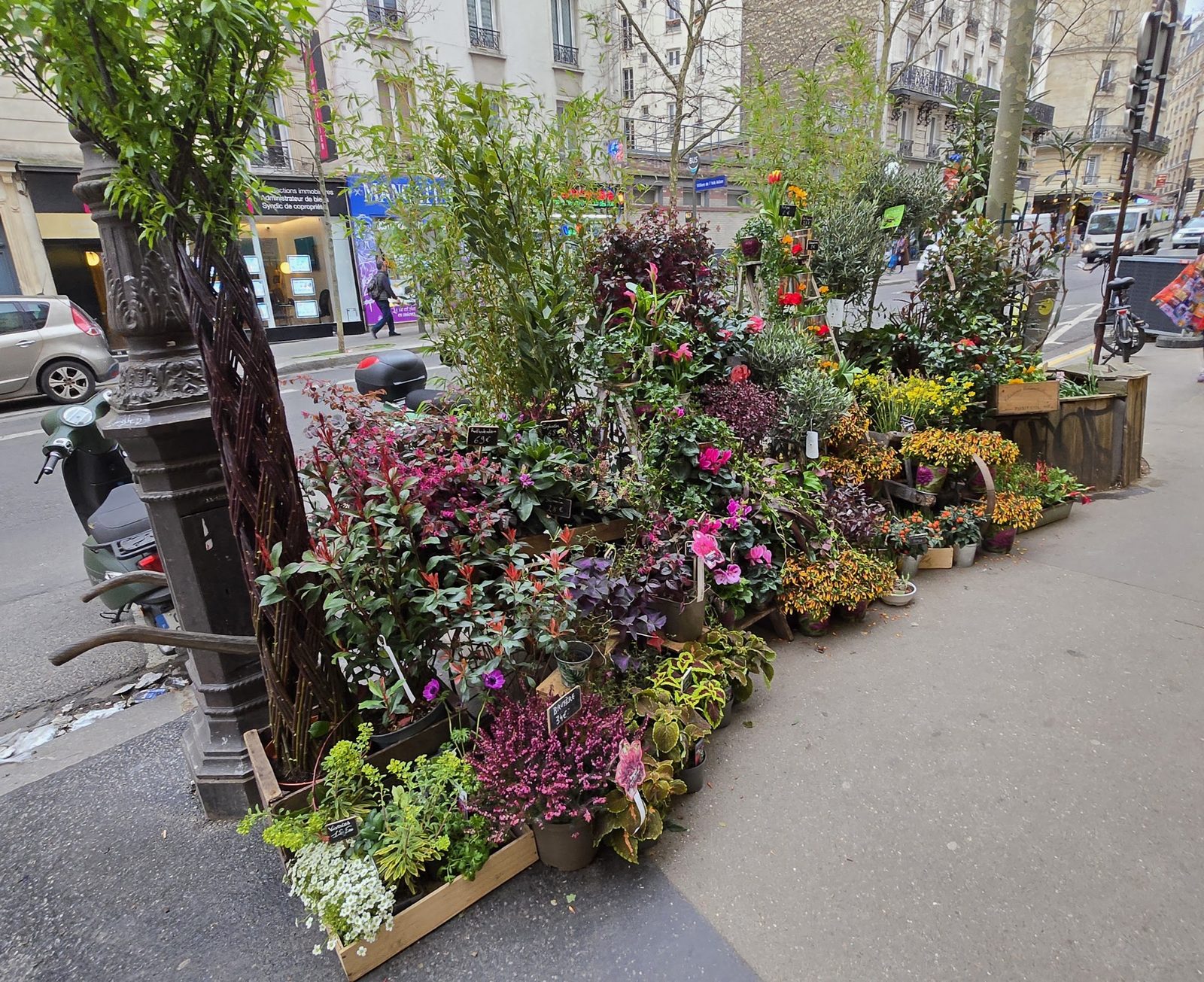 L’étal de plantes fleuries sur le trottoir de la rue des Pyrénées