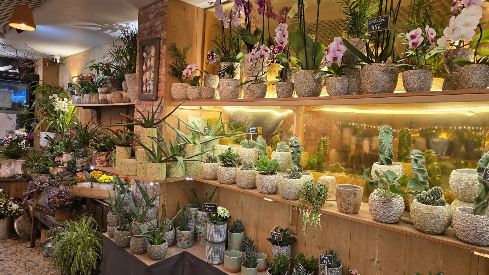 Orchidées, cactus et succulentes dans leurs cache-pots