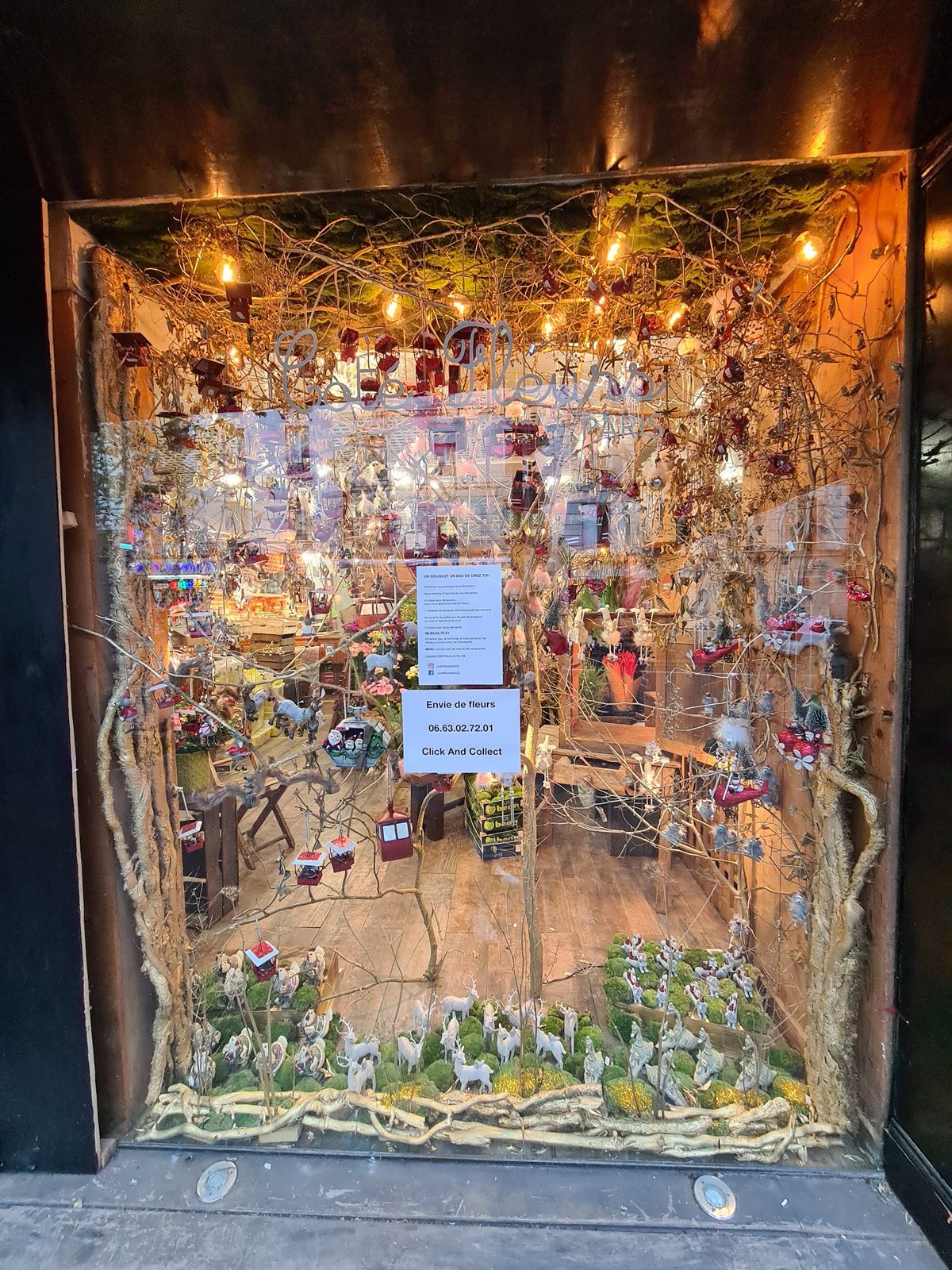 La vitrine décorée, éclairée le soir